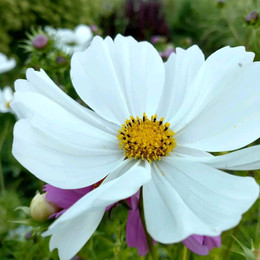 Cosmos Blancos