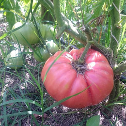 Tomate Rosado