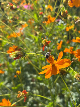 COSMOS NARANJA