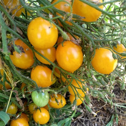 Tomate Cherry Amarillo