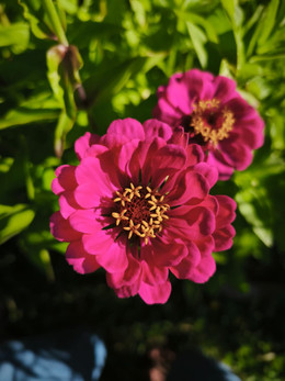 Zinnias