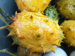 Kiwano