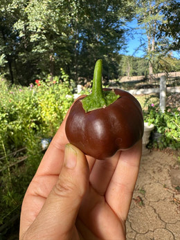 Pimiento Mini Bell