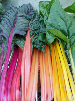 ACELGA ARCOIRIS