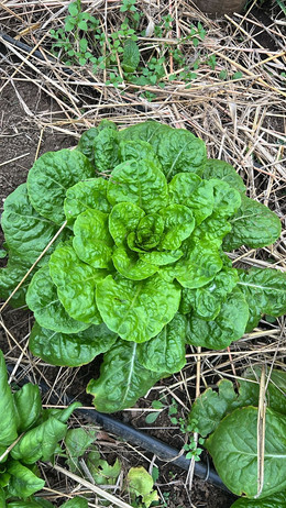 LECHUGA WITTE DUNZEL