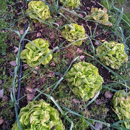 Lechuga Reina De Primavera