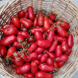 TOMATE SAN MARZANO ORGÁNICO