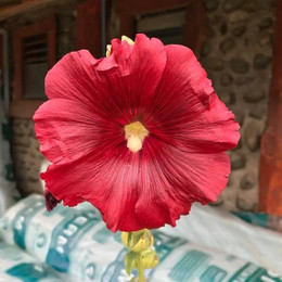 Malva Real Roja
