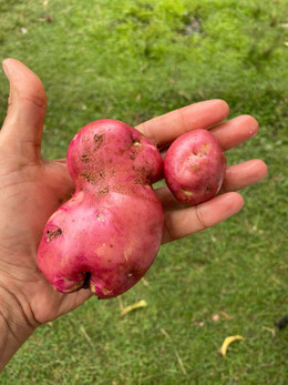 Papa Pucará