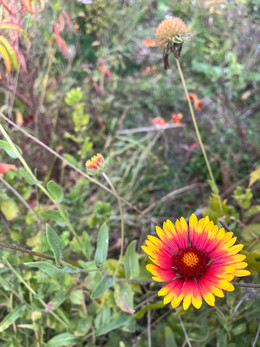 GAILLARDIA
