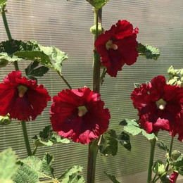 Malva Real Roja