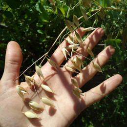 AVENA BLANCA ORGÁNICA