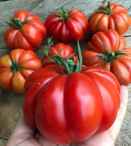 Tomate Costoluto