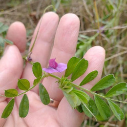 Arvejilla Silvestre