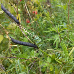 Arvejilla Silvestre