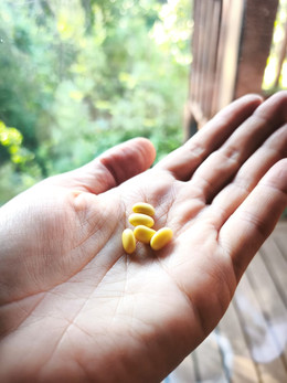 Poroto De Soya