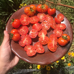 Tomate Cherry Santorini