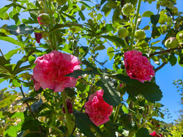 Malva Real Rosada Doble