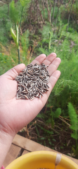 Avena strigosa (Avena Negra)
