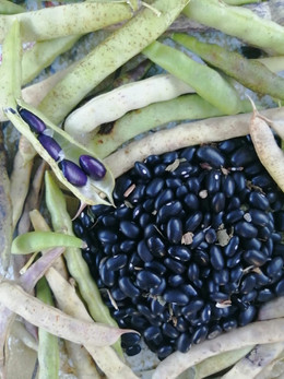 POROTO NEGRO ORGÁNICO
