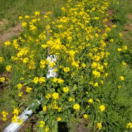 Tatsoi