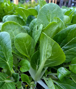 Pak Choy