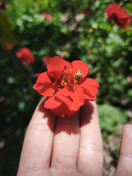 GEUM