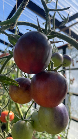 Tomate bosque azul