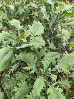 Kale Ruso Rojo