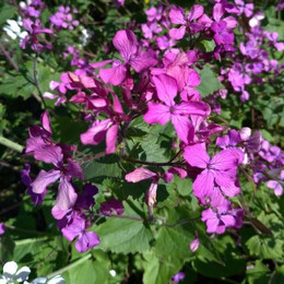 Lunaria