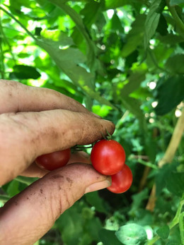 TOMATE TENCA ROJO