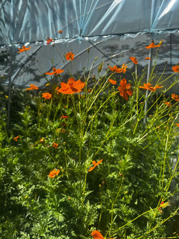COSMOS NARANJA