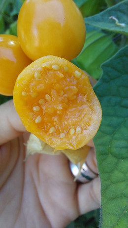 Aguaymanto (Golden Berry)
