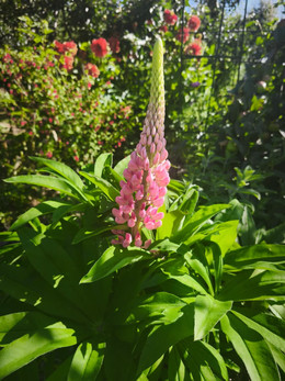 LUPINO DE FLOR ORGÁNICO