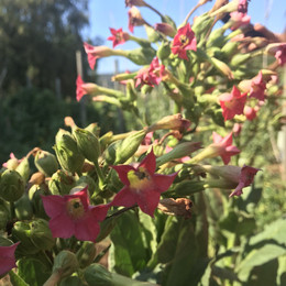 TABACO ORGÁNICO