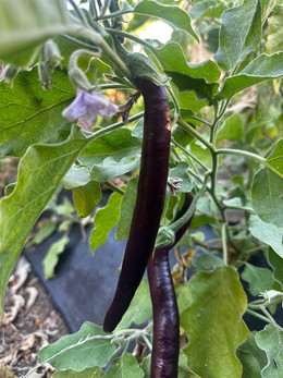 Berenjena Larga Negra