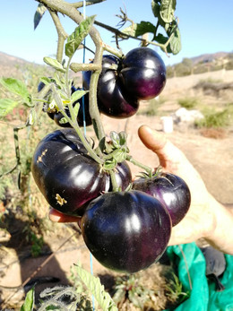 Tomate Black Beauty