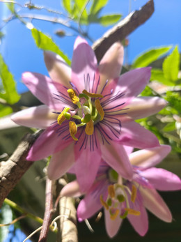 Pasiflora Nativa