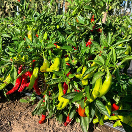 Pimiento Shishito