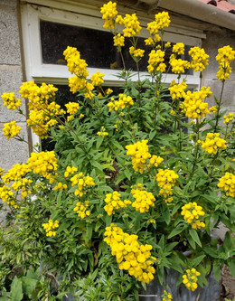 Calceolaria