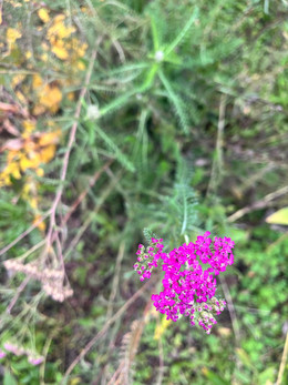 Milenrrama Magenta