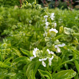 Albahaca