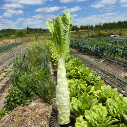 Lechuga Celtuce