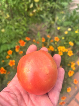 Tomate Ozark Pink