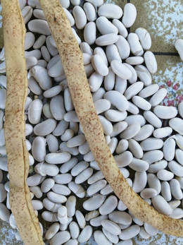 Poroto Tocino De Varilla