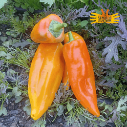 Pimiento Amarillo corno di Toro