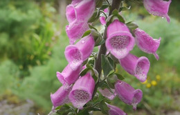 DEDALERA ORGÁNICA