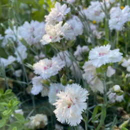 Clavelin Blanco Plumoso