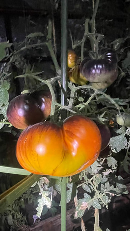 Tomate sart roloise