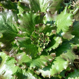 Lechuga Costina Morada